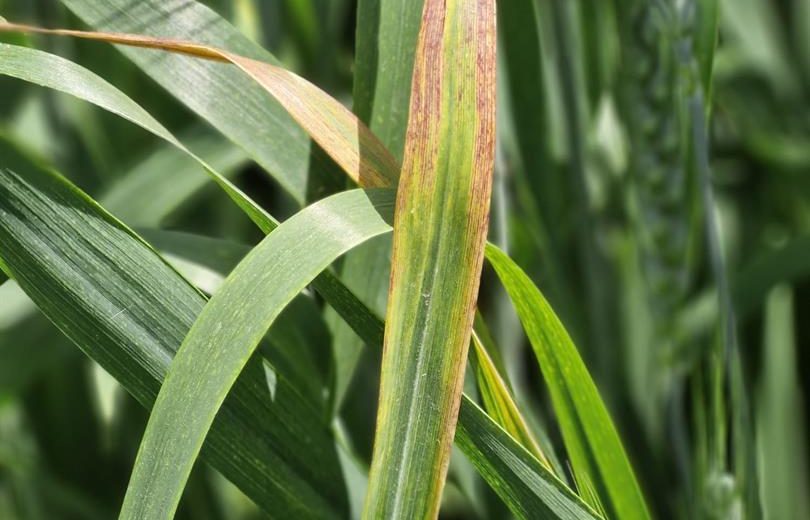 Arpa Sarı Cücelik Virüsü (Barley Yellow Dwarf Virus - BYDV) Hakkında