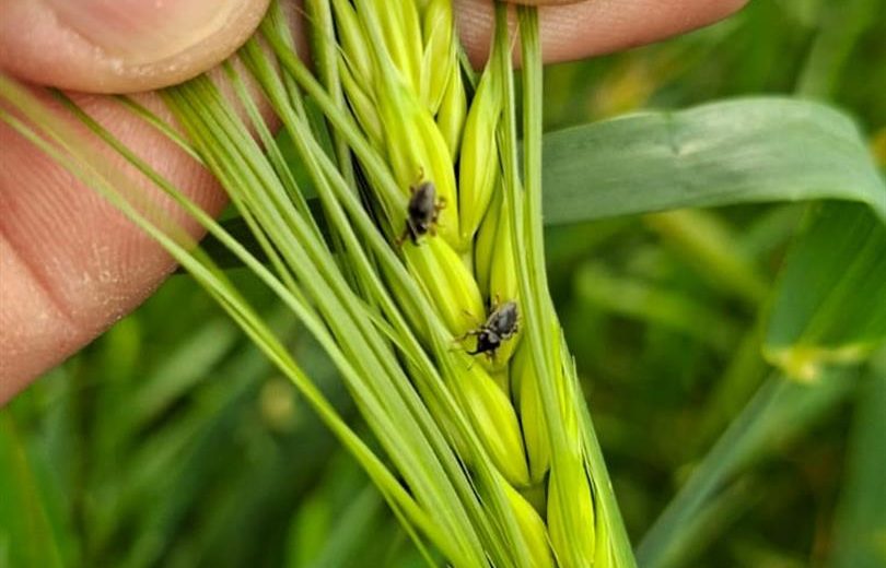 Hububat Hortumlu Böceği (Pachytychius hordei) Zararlısı Hakkında