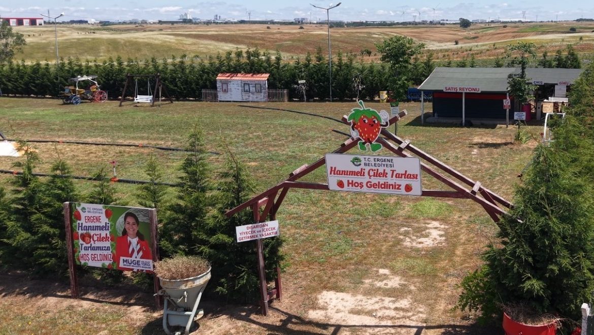 ERGENE'DE LAVANTA TARLAMIZ VE HANIMELİ ÇİLEK TARLAMIZDA KAPILARIMIZI AÇTIK!