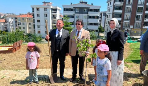 Selvi Ağca Kızılay Anaokulu Bahçesinde Kiraz Fidanları Toprakla Buluştu