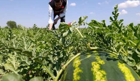 MARMARAEREĞLİSİ'NDE KARPUZ ÜRETİM ALANINDA İNCELEMELERDE BULUNULDU