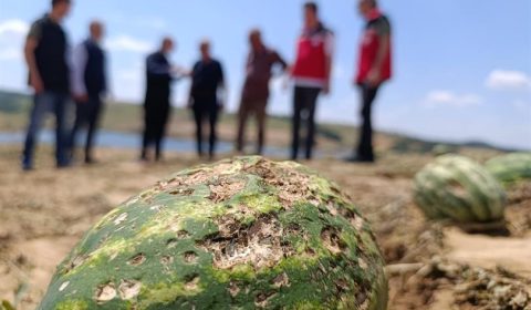 TARSİM GENEL MÜDÜRÜ ENGÜRÜLÜ VE İL MÜDÜRÜ AKSOY DOLU ZARARINDAN ETKİLENEN ALANLARDA İNCELEMELERDE BULUNDU